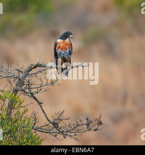 Schakal Bussard, Augur Bussard (Buteo Rufofuscus), sitzt auf einem Baum, Südafrika, Ithala Game Reserve Stockfoto