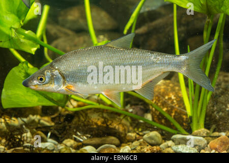 East European Brassen, Zaehrte, baltischen Zährte, Zährte Brassen, Zährte, Zanthe, Zarte (Zährte Zährte, Abramis Zährte), Schwimmen Stockfoto