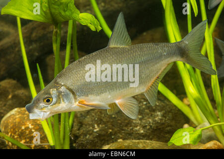 East European Brassen, Zaehrte, baltischen Zährte, Zährte Brassen, Zährte, Zanthe, Zarte (Zährte Zährte, Abramis Zährte), hochzeitliche Färbung Stockfoto