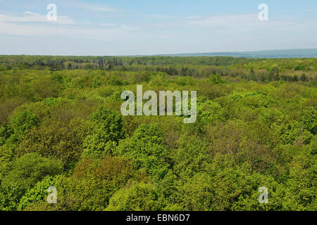 Blick vom Baumzipfelweg zum Baum Kronen, Deutschland, Hainich Nationalpark Stockfoto