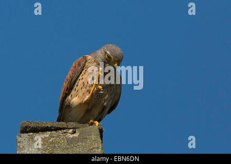 Turmfalken (Falco Tinnunculus), auf Holzhütte mit angehobenen Fuß, Deutschland, Bayern Stockfoto