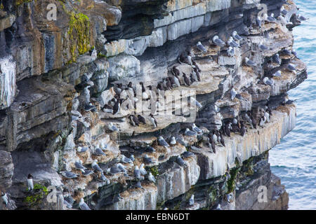 gemeinsamen Guillemot (Uria Aalge), Verschachtelung Kolonie mit schwarzen Beinen Dreizehenmöwen an einer Steilküste, Irland, County Mayo, Downpatrik Head Stockfoto