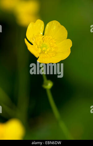 Wollige Hahnenfuß (Ranunculus Lanuginosus), Blume, Deutschland Stockfoto