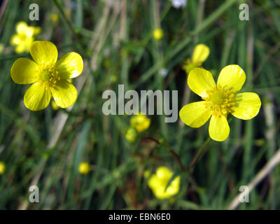 Kriechende Hahnenfuß, weniger Spearwort (Ranunculus Flammula), blühen, Deutschland Stockfoto