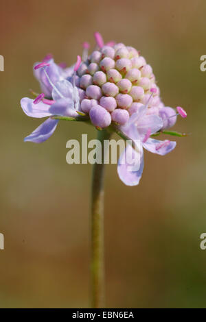 Wohlriechende Scabiosa (Scabiosa Canescens), Blütenstand, Deutschland Stockfoto