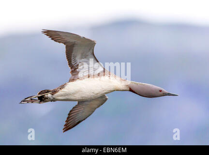 Sterntaucher (Gavia Stellata) im Flug, Norwegen Troms Stockfoto