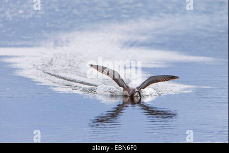 Sterntaucher (Gavia Stellata), Landung auf Wasser mit Fischen in der Rechnung, Norwegen, Troms, Prestvannet Stockfoto