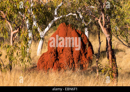 Termitenhügel in das australische Outback Australia, Western Australia, Karijini-Nationalpark Stockfoto