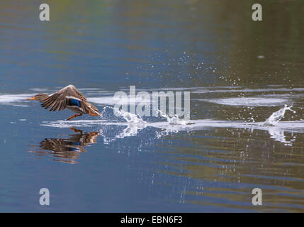 Stockente (Anas Platyrhynchos), Weiblich, ausgehend von einem See, Norwegen, Troms Stockfoto