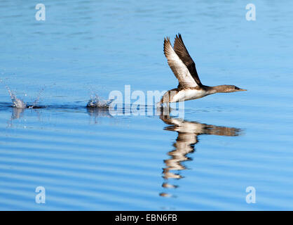 Sterntaucher (Gavia Stellata), Jungvogel ausziehen aus der Wasser-Oberfläche, Norwegen Troms Stockfoto