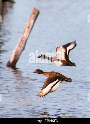 Australische Schlangenaale Ente, Hardhead (Aythya Australis), koppeln im Flug, Australien, Western Australia, Busselton Stockfoto