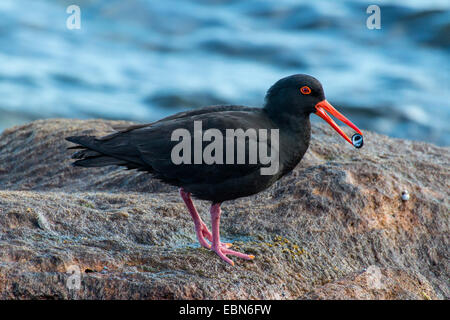 rußiger Austernfischer (Haematopus Fuliginosus), mit Schnecke in den Gesetzentwurf über die Beach, Australien, Western Australia, Cape Leeuwin Stockfoto