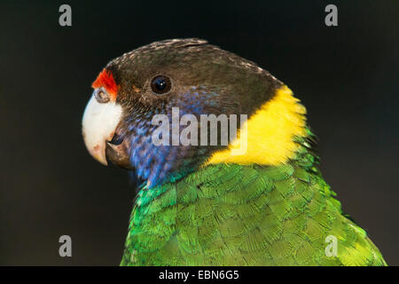 Achtundzwanzig Papagei (Barnardius Semitorquatus, Barnardius Zonarius Semitorquatus), Porträt, Australia, Western Australia Stockfoto