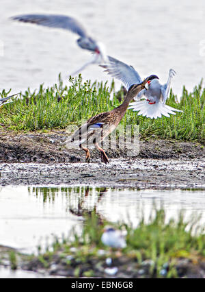 Seeschwalbe (Sterna Hirundo), Stockente und kämpfen um einen Fisch, Norwegen, Troms, Prestvannet Seeschwalbe Stockfoto