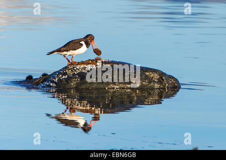 Paläarktis Austernfischer (Haematopus Ostralegus), Austernfischer auf einem Stein im flachen Wasser mit ein Seeigel in der Rechnung, Norwegen Troms Stockfoto