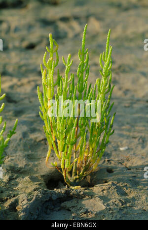 Schlanke Grasswort, Queller, gemeinsame Queller (Salicornia Europaea) im Wattenmeer, Deutschland Stockfoto