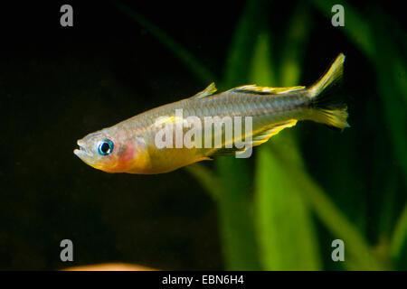 Gabel-Tail Regenbogenfisch (Pseudomugil Furcatus, Popondichthys Furcatus) züchten gelb Stockfoto