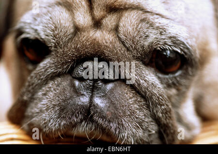 Mops (Canis Lupus F. Familiaris), portrait Stockfoto