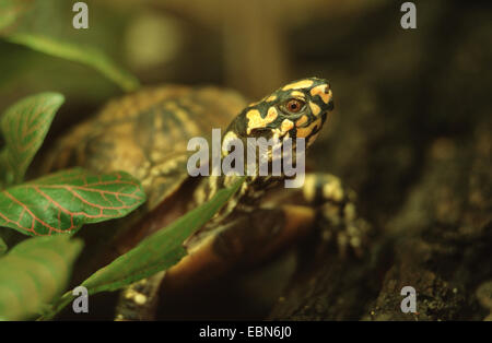 Östliche Kasten-Schildkröte, gemeinsamen Kasten-Schildkröte (Terrapene Carolina Carolina), portrait Stockfoto