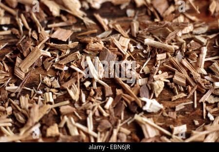 Sibirischer Ginseng (Acanthopanax Senticosus Eleutherococcus Senticosus), Wurzeln Stockfoto