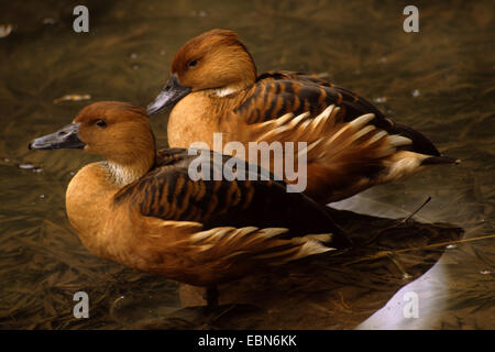 Fulvous Pfeifen Ente (Dendrocygna bicolor), zwei Fulvous Pfeifen Enten stehen im flachen Wasser Stockfoto