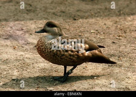 Crested Ente (Lophonetta Specularoides, Anas Specularioides), Männlich Stockfoto