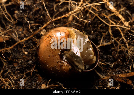 Braun-lippige Schnecke, Hain Schnecke, Grovesnail, englischen Garten Schnecke, größere gebänderten Schnecke, gebändert Holz Schnecke (Bänderschnecken Nemoralis) Veräußerung des Winter-Deckels nach Überwinterung Stockfoto