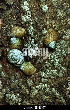 grobe Strandschnecke (Littorina Inselbogens) Stockfoto
