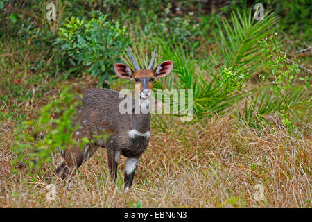 Buschbock, vorgespannt Antilope (Tragelaphus Scriptus), junger Mann, Südafrika, St. Lucia Wetland Park Stockfoto