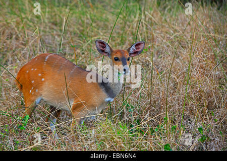 Buschbock, vorgespannt Antilope (Tragelaphus Scriptus), Weiblich, Südafrika, St. Lucia Wetland Park Stockfoto