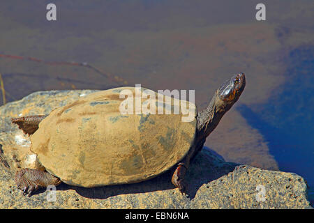 gezahnte Schildkröte, gezackte ostafrikanischen Schlamm Schildkröte (Pelusios Sinuatus), sitzt auf einem Stein, Südafrika, Krüger-Nationalpark Stockfoto