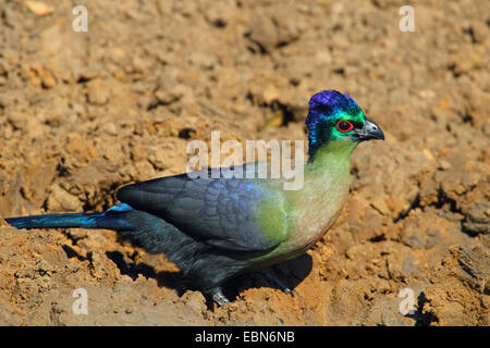 Lila-crested Turaco, violett-crested Turaco, lila-crested Lourie (Musophaga Porphyreolopha, Tauraco Porphyreolophus, Gallirex Porphyreolophus), sitzen auf dem Boden, Südafrika, Mkuzi Game Reserve Stockfoto