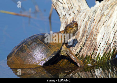 gezahnte Schildkröte, ostafrikanischen gezackten Schlamm Schildkröte (Pelusios Sinuatus), kriecht aus dem Wasser, Südafrika, Pilanesberg National Park Stockfoto