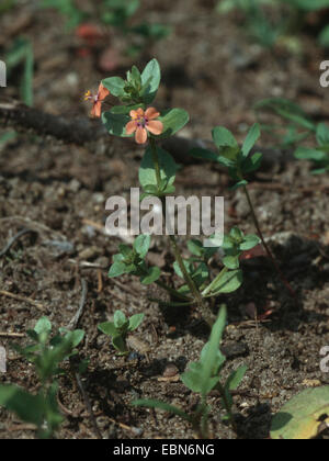 gemeinsamen Pimpernel, scarlet Pimpernel, Arme-Leute Weatherglass (Anagallis Arvensis), blühen, Deutschland Stockfoto