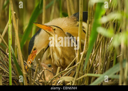 Zwergdommel (Ixobrychus Minutus), männliche und weibliche mit Küken im Nest, Deutschland, Bayern Stockfoto