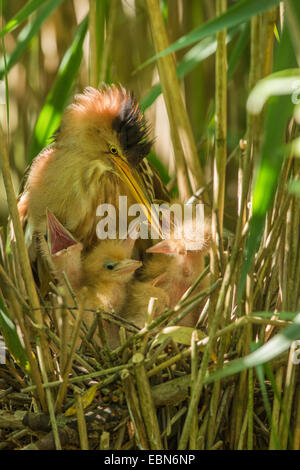 Zwergdommel (Ixobrychus Minutus), weibliche Fütterung Küken, Deutschland, Bayern Stockfoto