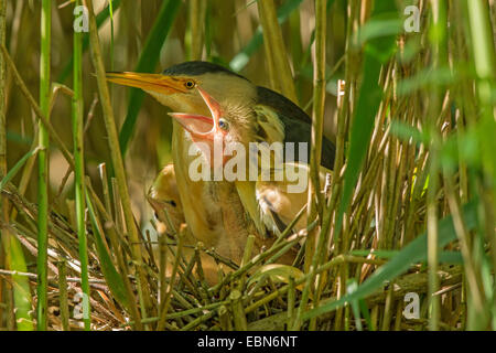 kleine Rohrdommel (Ixobrychus Minutus), Küken, die betteln zu gefüttert werden von den männlichen, Deutschland, Bayern Stockfoto