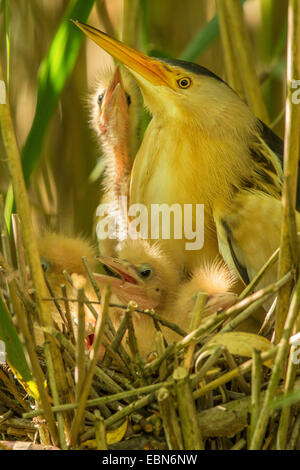 Zwergdommel (Ixobrychus Minutus), männliche mit Küken betteln zu gefüttert werden, Deutschland, Bayern Stockfoto