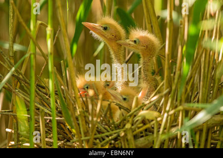 wenig Rohrdommel (Ixobrychus Minutus), Küken warten auf ihre Eltern in Hintergrundbeleuchtung, Deutschland, Bayern Stockfoto