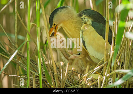 Zwergdommel (Ixobrychus Minutus), männliche Fütterung Küken, Deutschland, Bayern Stockfoto