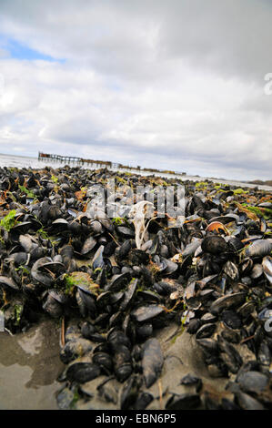 Miesmuschel, Bucht Muschel, gemeinsame Muschel, gemeinsame Miesmuschel (Mytilus Edulis), Schädel einer Möwe auf Saharastaub med, Frankreich, Bretagne Stockfoto