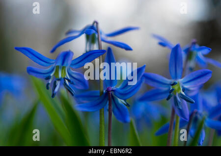 Sibirische Scilla, Sibirischer Blaustern (Scilla Siberica (Falsch: Scilla Sibirica)), blaue Blüten, Deutschland Stockfoto