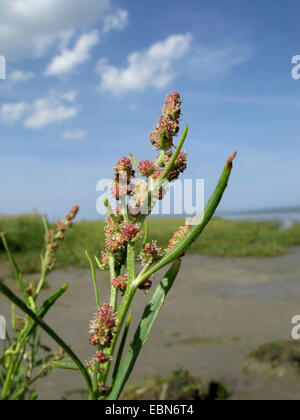 Grass-leaved Gartenmelde (Atriplex Littoralis), Blütenstand, Deutschland, Niedersachsen, Baltrum Stockfoto