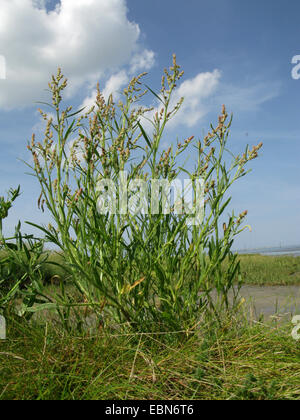 Grass-leaved Gartenmelde (Atriplex Littoralis), blühen, Deutschland, Niedersachsen, Baltrum Stockfoto