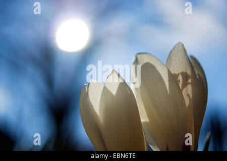 Niederländische Krokus,-Krokus (Crocus Vernus, Crocus Neapolitanus), Frühlingsblumen auf einer Wiese bei Gegenlicht, Deutschland Stockfoto