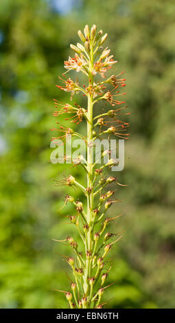 Fuchsschwanz Lily, Wüste Kerze (Eremurus Altaicus), blühen Stockfoto