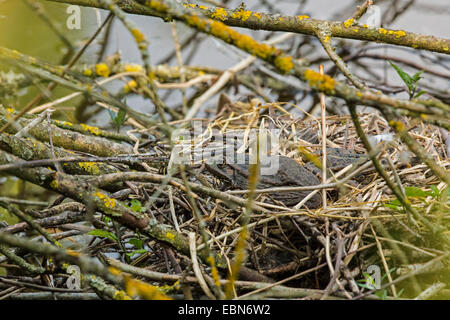 Seefrosch, Seefrosch (Rana Ridibunda, außer Ridibundus), sitzen im Nest von einem Wasservögel, Deutschland, Bayern, Fluss Dorfen Stockfoto