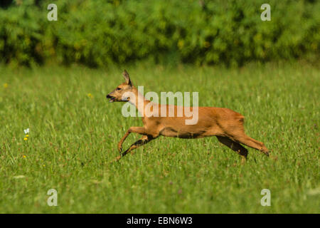 Reh (Capreolus Capreolus), Weiblich, Deutschland zu entkommen Stockfoto