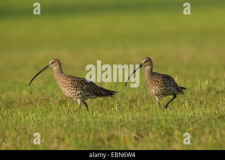 westlichen Brachvogel (Numenius Arquata), auf das Futter auf einer gemähten Wiese, Deutschland, Bayern Stockfoto