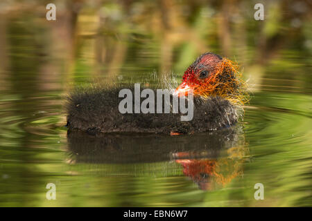 schwarzen Blässhuhn (Fulica Atra), nur wenige Tage alten Küken, Deutschland, Bayern Stockfoto